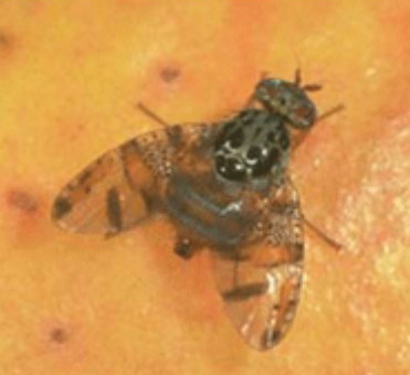 Adult Mediterranean Fruit Fly