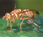 Melon Fruit Fly
