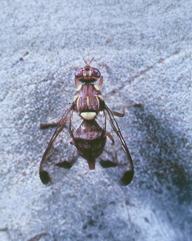 Melon Fruit Fly
