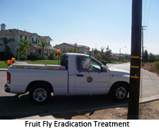 fruit fly eradication treatment