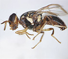 White Striped Fruit Fly