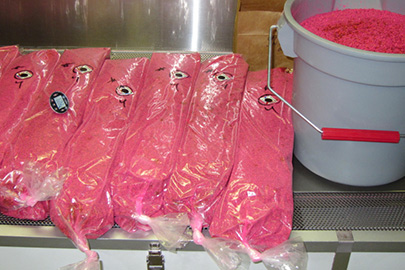 Photo showing bags of pupae with dosimeter tag and thermometer