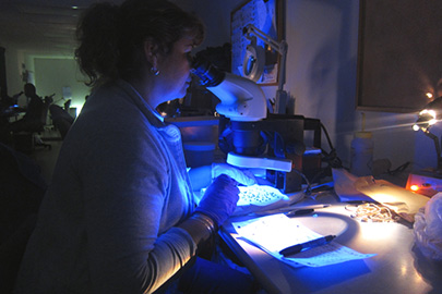 Traps being inspected under a black light