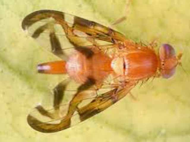 Carribean Fruit Fly