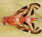 Caribbean Fruit Fly