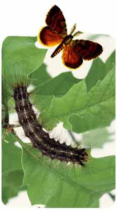 Spongy Moth