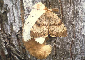 Spongy Moth