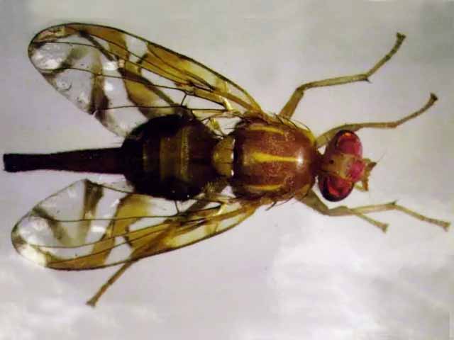 Mexican Fruit Fly