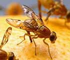 Mexican Fruit Fly