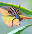 Diaprepes root weevil Pest Profile