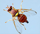 Peach Fruit Fly