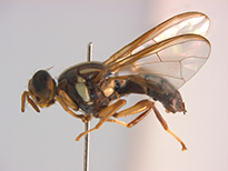 Queensland Fruit Fly