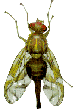 Exotic Fruit Fly Quarantines in California