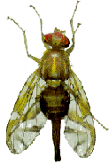 image of the Mexican fruit fly
