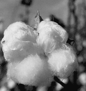 image of cotton boll image of cotton boll