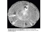 Almond Bud Failure Genetic Disorder thumbnail