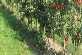 Breeding And Selection Of Apple Rootstocks To Match California Industry Needs thumbnail