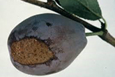 Fruit Tree Virus thumbnail