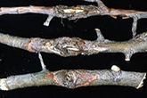 Fusarium Canker thumbnail