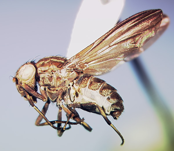 Tauridion shewelli Papp & Silva (Diptera: Lauxaniidae)