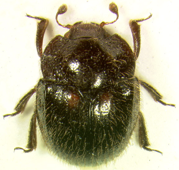 Hyleopocadius carbonarius