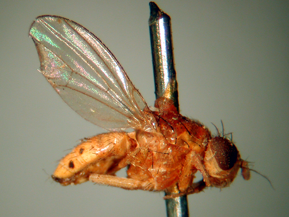 Homoneura postmacula