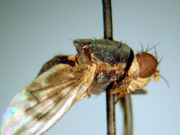 Homoneura insignis