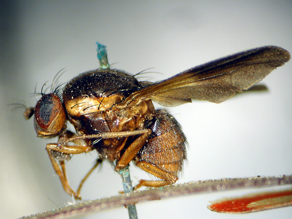 Homoneura acrotoxa