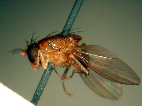 Homoneura argyrocephala