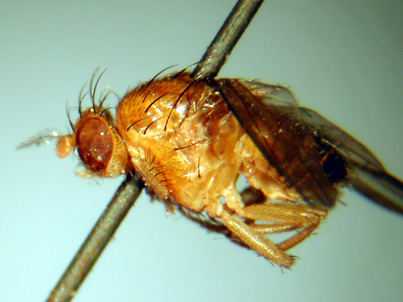 Homoneura discontinua