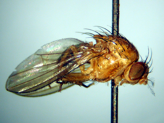 Homoneura discontinua