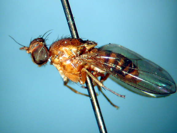 Homoneura ensifera