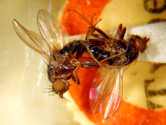 Homoneura hemixantha