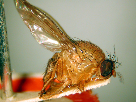 Homoneura invertebrata