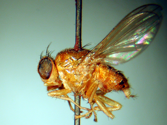 Homoneura lissonata