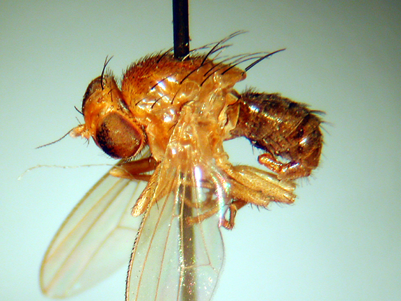 Homoneura lissonata