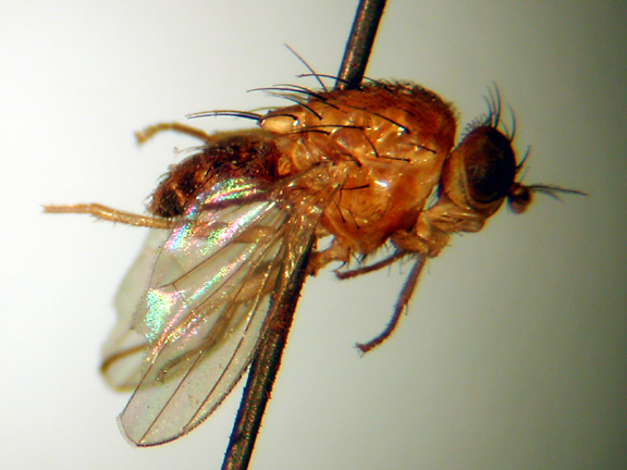 Homoneura tephrotaenia