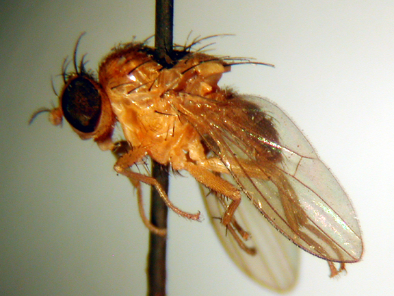 Homoneura tephrotaenia