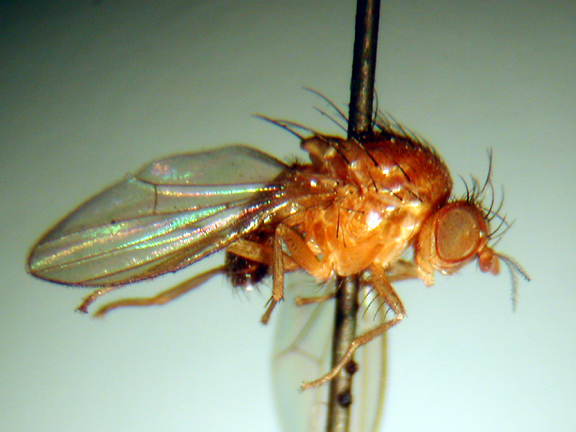 Homoneura volitans