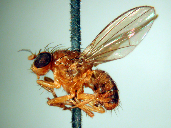 Homoneura volitans