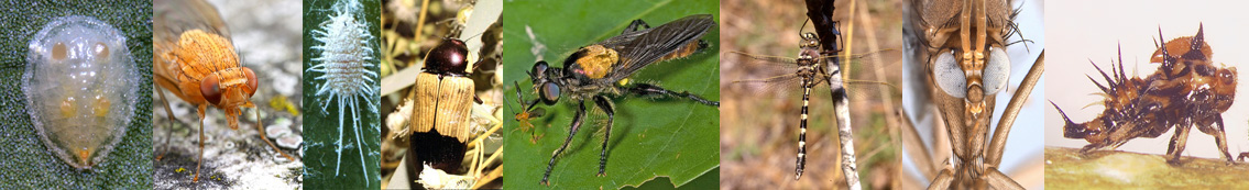 PPDC Entomology lab banner