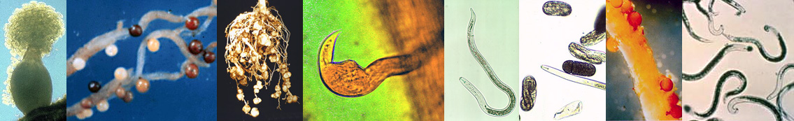 Nematology lab banner