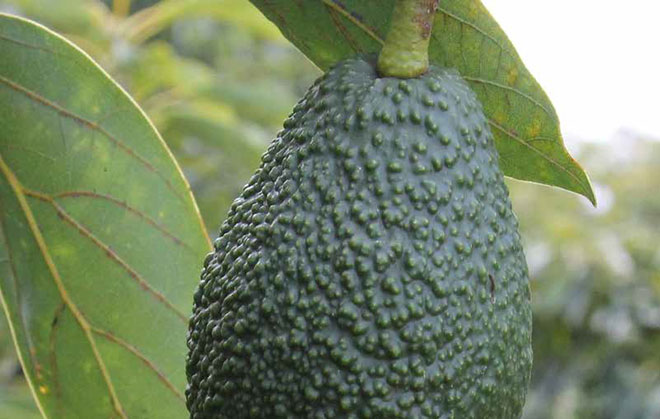 Avocado on tree