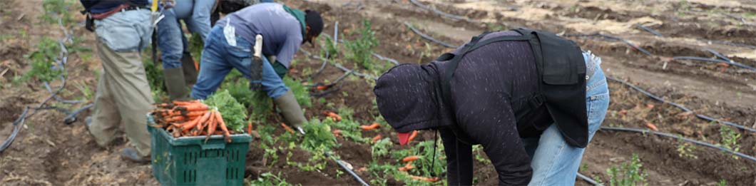 Workers harvesting carrots