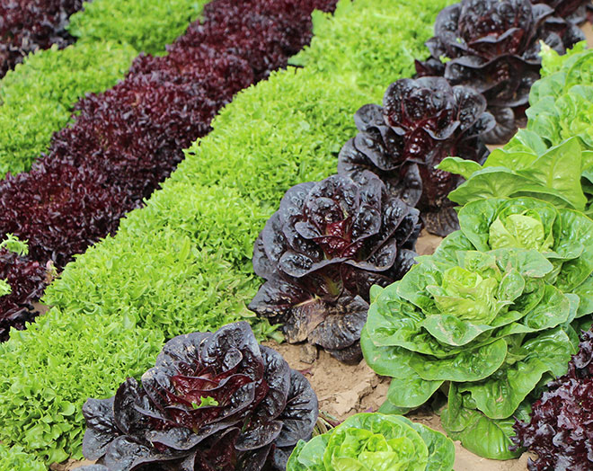 Rows of leafy vegetables