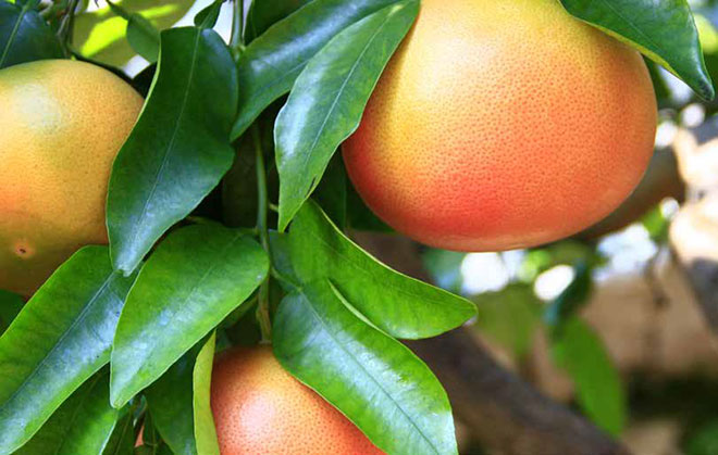 Fruit on tree