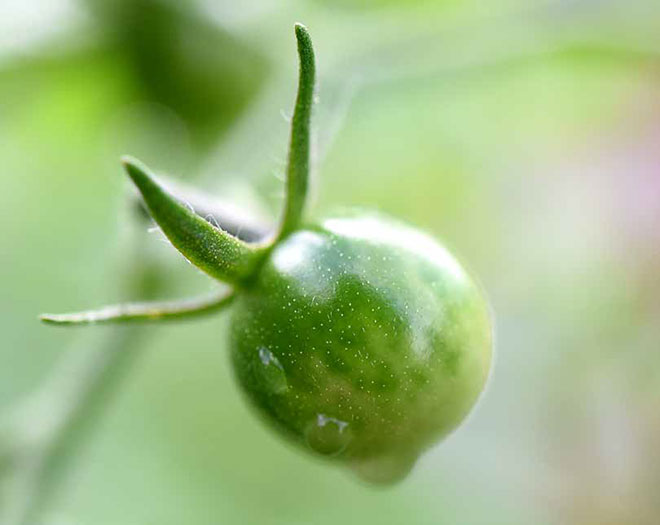 Green fruit