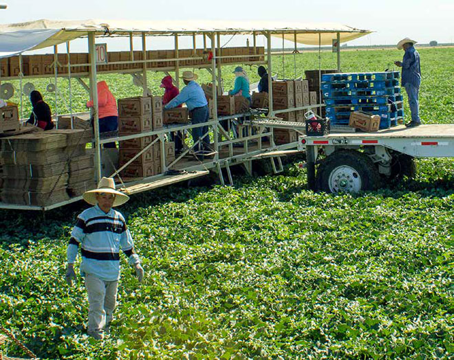 Farmers harvesting