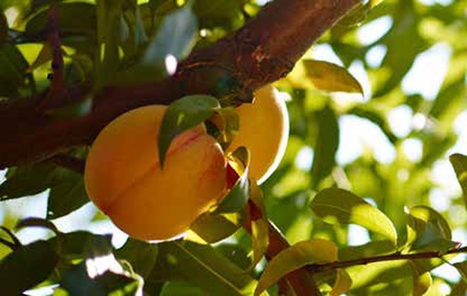 Peaches on tree