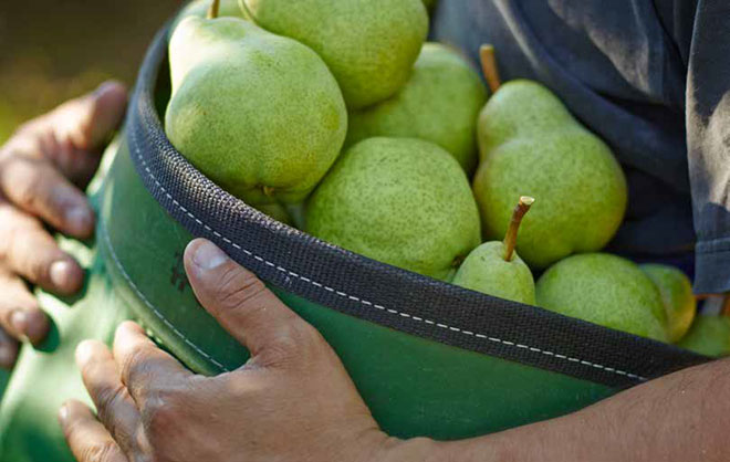 Bag of pears